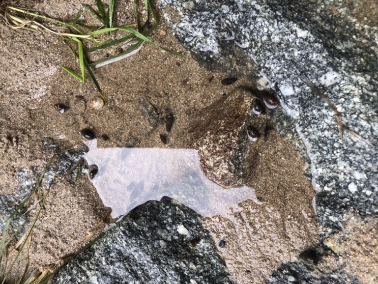 [삼형제네] 할머니, 할아버지 댁 산책로 옆 냇가 물놀이