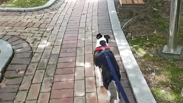  오랜만에 햇빛쨍쨍! 산책 다녀왔어요