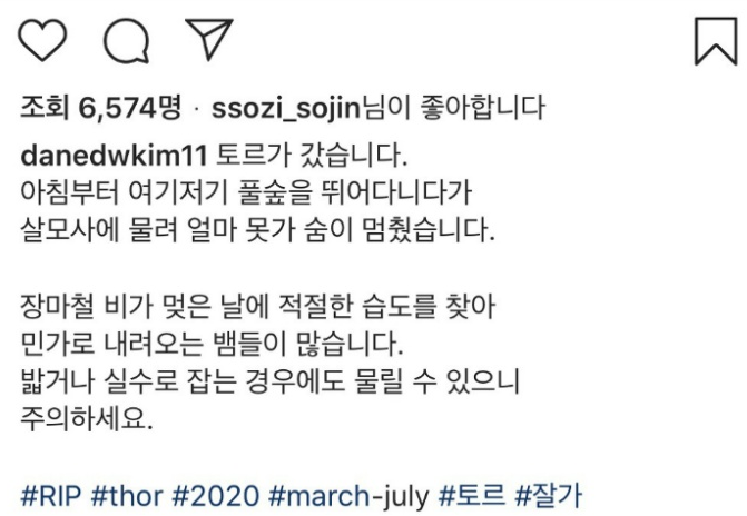 무지개다리 건넜다는 김동완 댕댕이 토르 무지개다리 건넜다는 김동완 댕댕이 토르