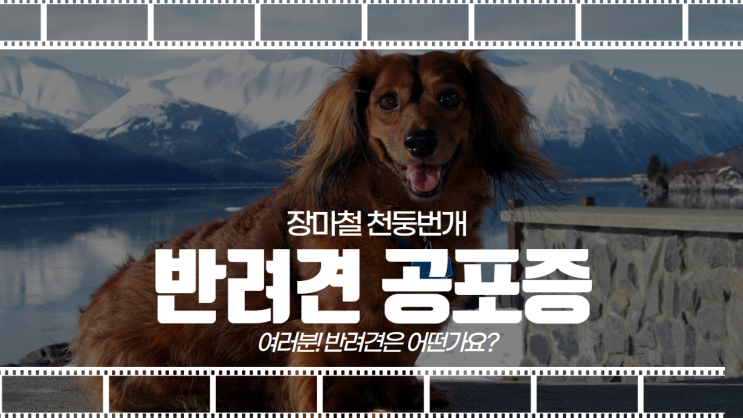 깜놀! 장마철 강아지 천둥번개 공포증을 대처하는 2가지 방법?