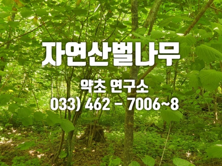  자연산벌나무 효능