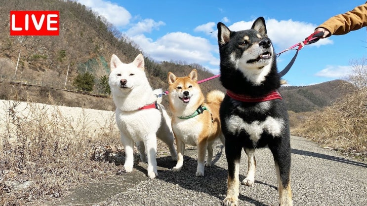 광기의 반일 민족주의 집단 린치 사건 대한민국 반일 불매 운동 갑오브갑 펫튜버 시바견 곰이탱이여우 채널 공격 사건