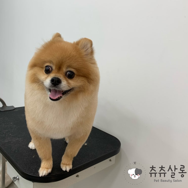  츄츄살롱[부산북구포메미용/부산포메미용/덕천포메미용/만덕포메미용/부산북구애견미용/덕천포메미용/부산포메미용추천/부산포메물개컷/부산포메미용잘하는곳/부산애견미용추천/부산애견미용잘하는곳]