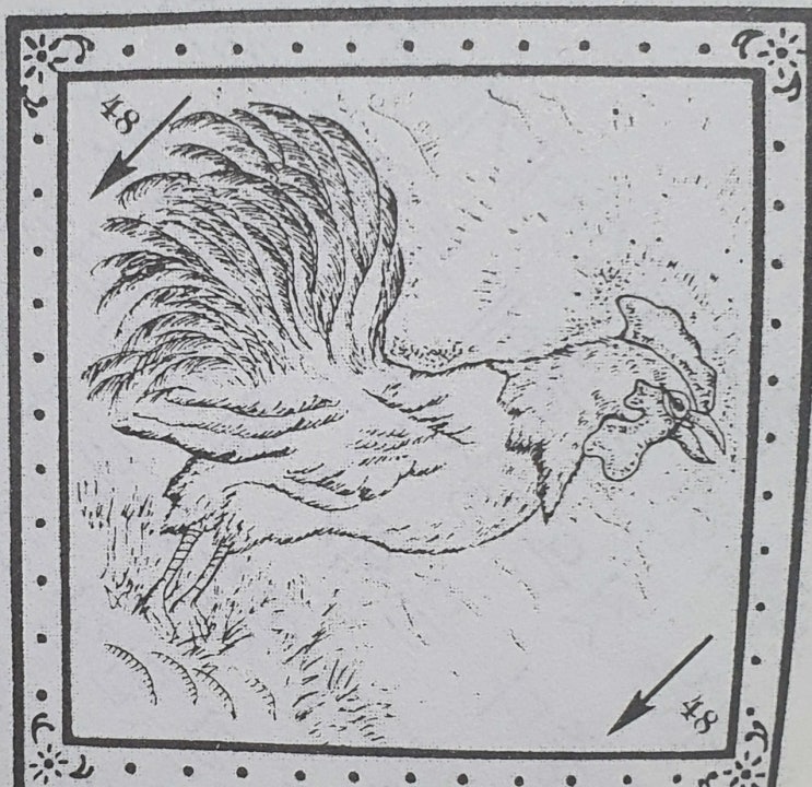  48. 수탉(ROOSTER)