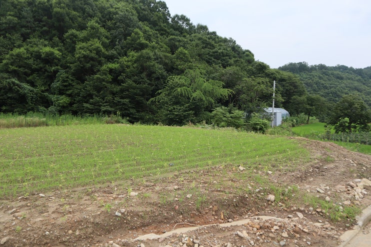  세종시 성강리 토지매매 및 부동산 전망