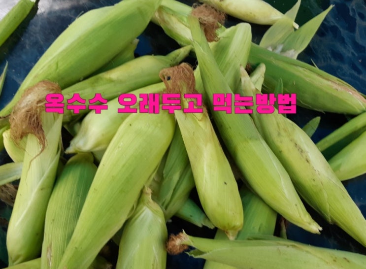  옥수수 삶지말고 바로 냉동실로 보내요^^ 옥수수 보관방법