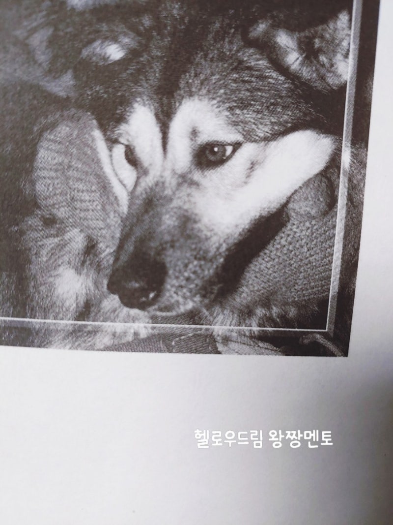 개꿈 큰 개 꿈해몽 개에게 물리는꿈 강아지꿈 : 네이버 블로그