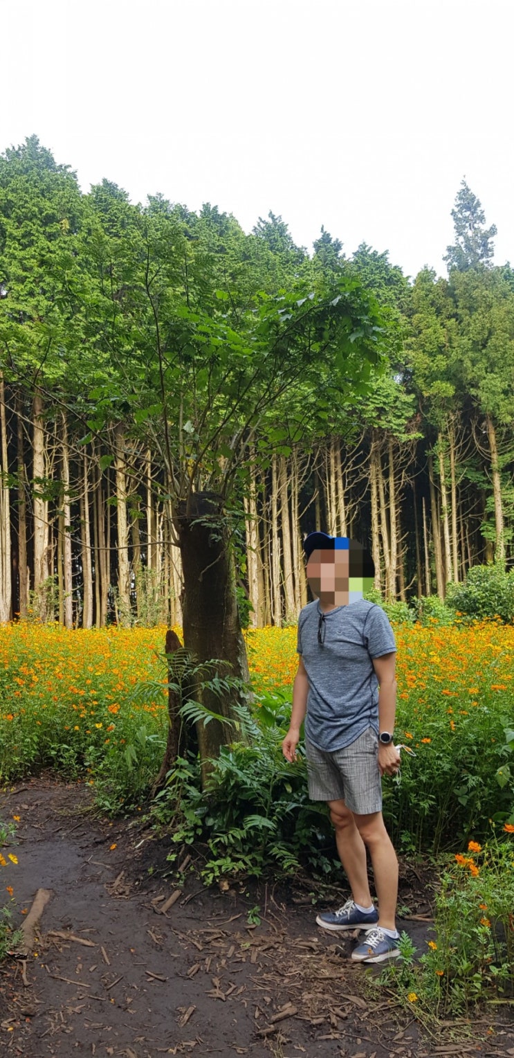  제주 성산쪽 여름에 가볼만 한 곳 안돌오름 편백나무 숲