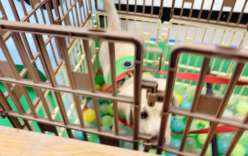 초롱스쿨