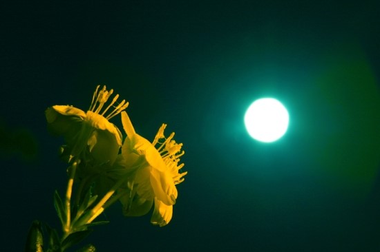 꽃 웃음(Flower smile)