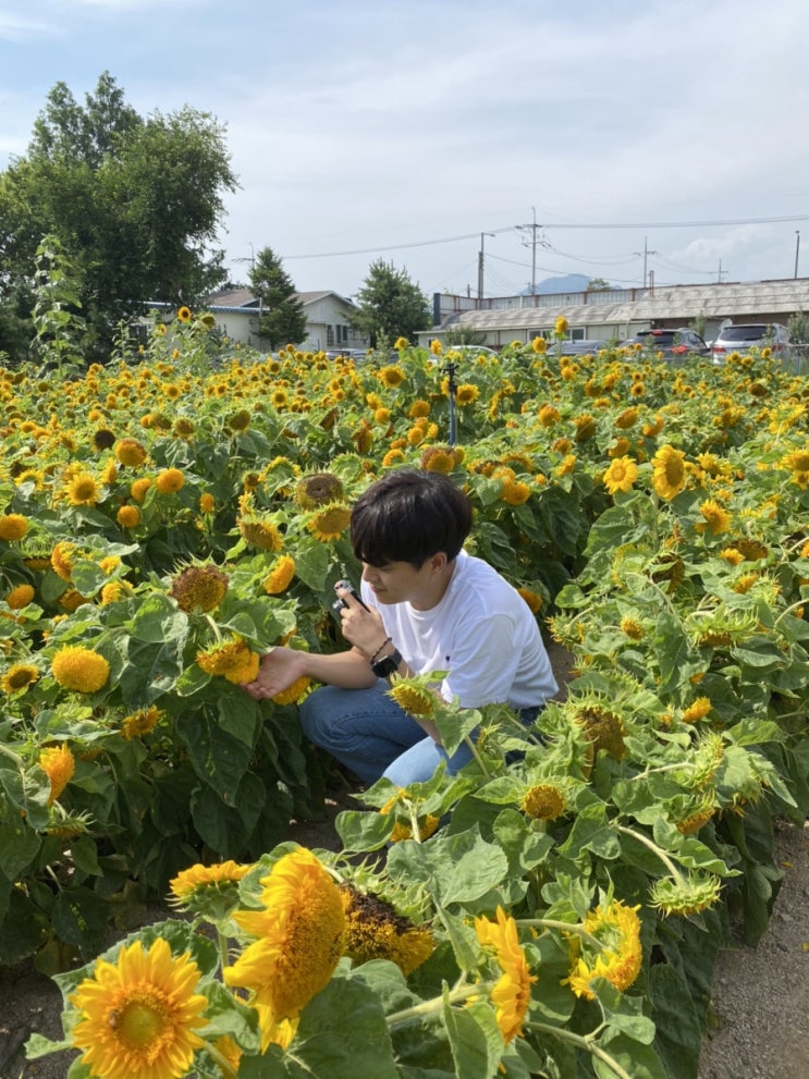  [춘천 카페 / 춘천 맛집] 춘천 카페 감자밭