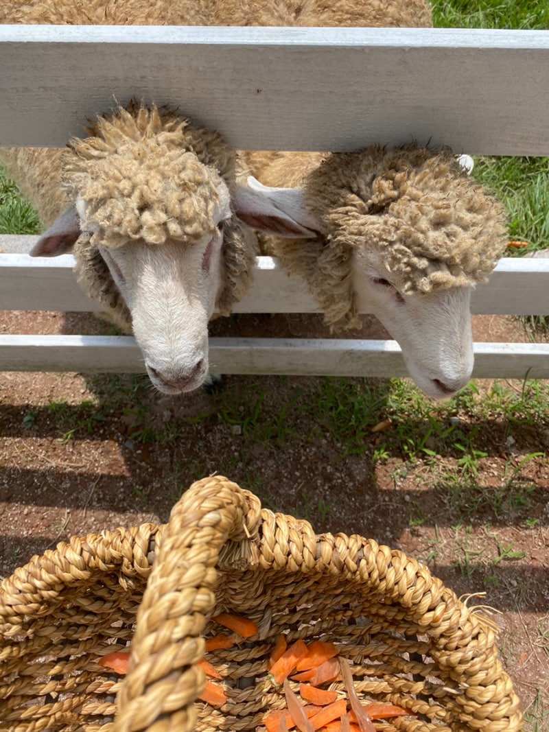 울산여행\u003e언양가볼만한곳 : 양과 알파카를 만날수있는 포니랜드 : 네이버 블로그, image size:800x1067