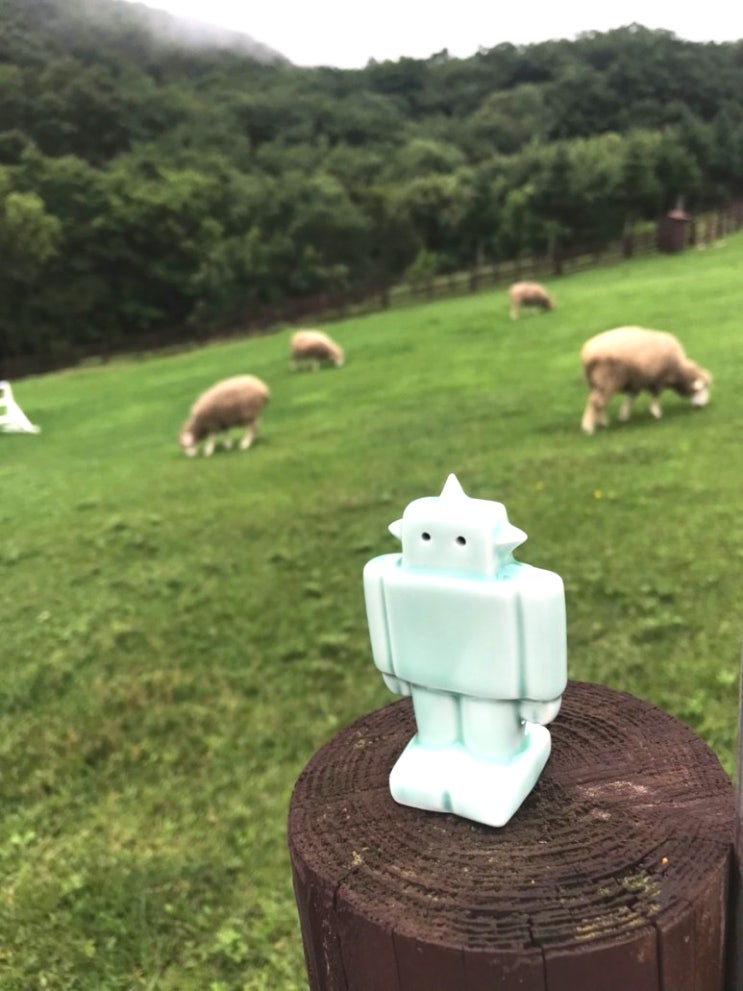 양과 뚜띠 양과 뚜띠