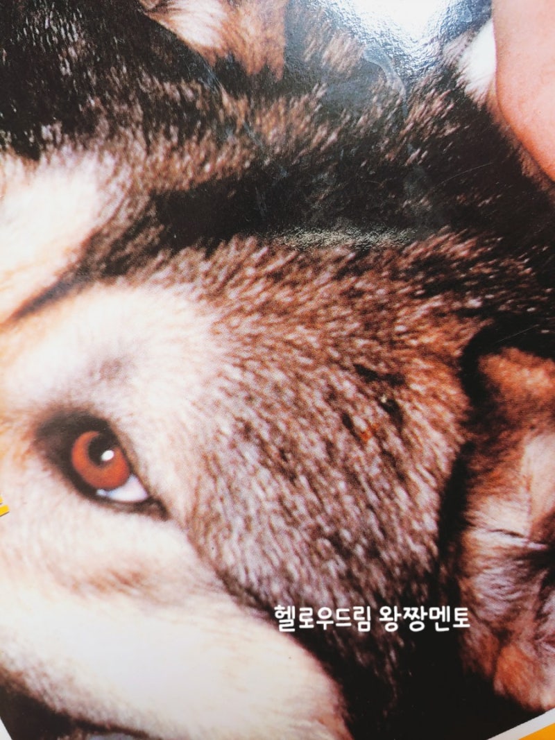 개꿈 큰 개 꿈해몽 개에게 물리는꿈 강아지꿈 : 네이버 블로그