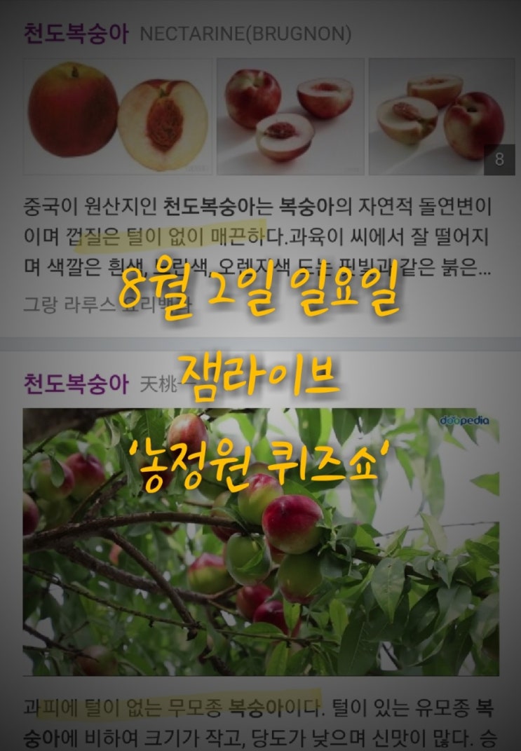  잼라이브 오늘의 힌트(8월 2일 일요일) "천도복숭아는 ‘이것’이 없다"