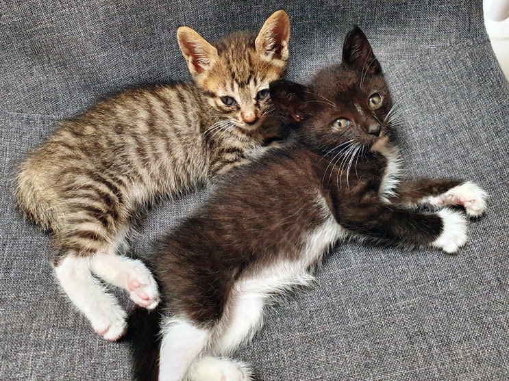  한달 아기고양이 콧물, 재채기 다 나았어요~! 입양 가즈아!!