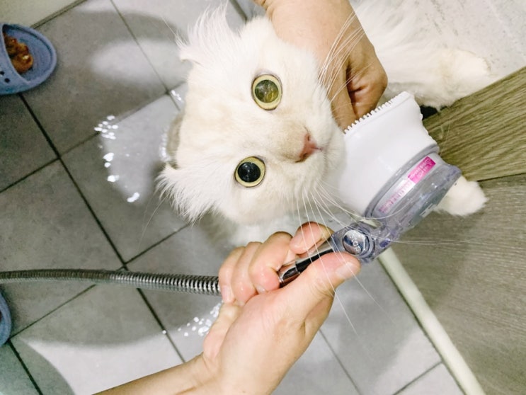  고양이 목욕 스트레스를 위한 고양이샤워기_ 후시펫 더마후샤워기