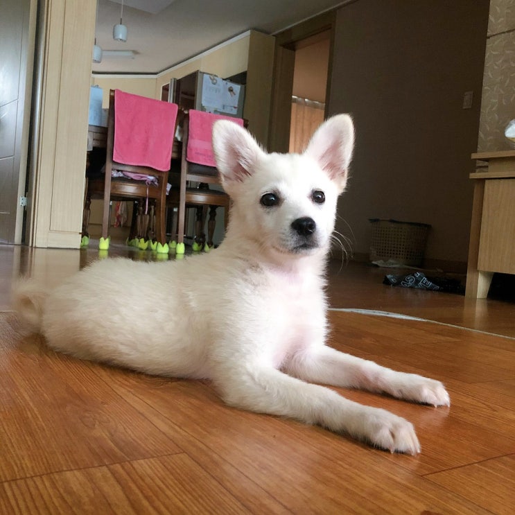 입양후기. 시고르자브종 뽀실이가 가족을 만났어요. 꽃길만걷자. 입양후기. 시고르자브종 뽀실이가 가족을 만났어요. 꽃길만걷자.