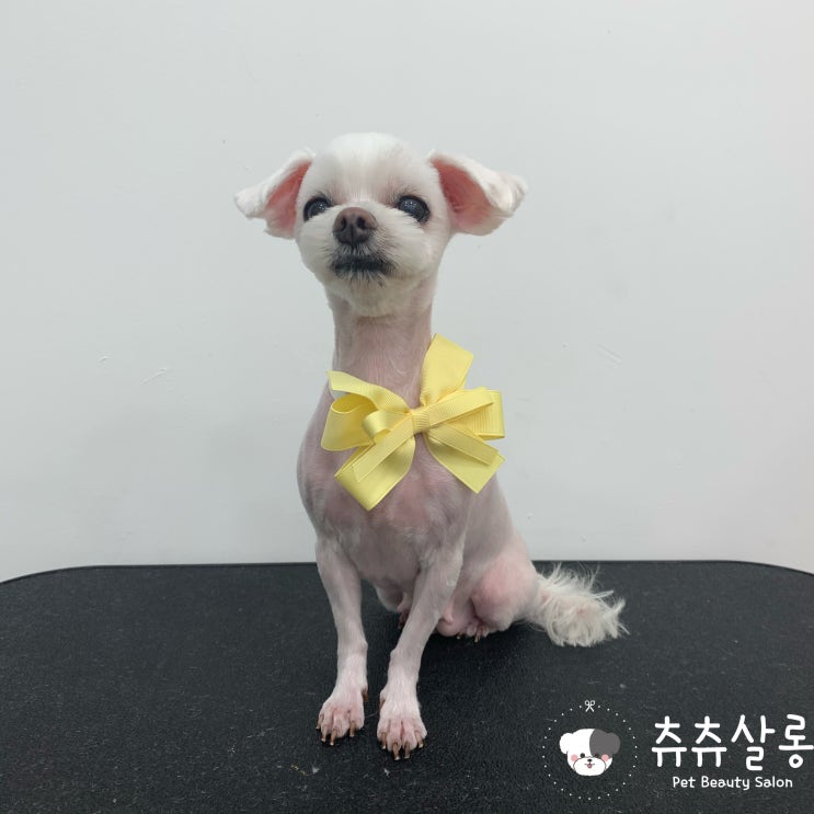 츄츄살롱[덕천말티미용/부산말티미용/구포덕천애견미용/덕천말티즈미용/부산북구말티즈미용/구포말티즈미용/부산말티즈미용/만덕말티즈미용/부산말티즈미용잘하는곳/부산애견미용추천/부산애견미용 츄츄살롱[덕천말티미용/부산말티미용/구포덕천애견미용/덕천말티즈미용/부산북구말티즈미용/구포말티즈미용/부산말티즈미용/만덕말티즈미용/부산말티즈미용잘하는곳/부산애견미용추천/부산애견미용