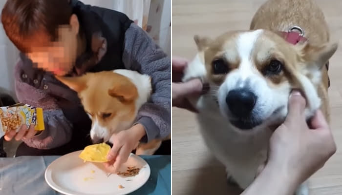  반려견 웰시코기 세마리 유튜버 코기TV지훈-Corgi TV 김지훈씨의 사생활 논란 불법 도박 폭로사건