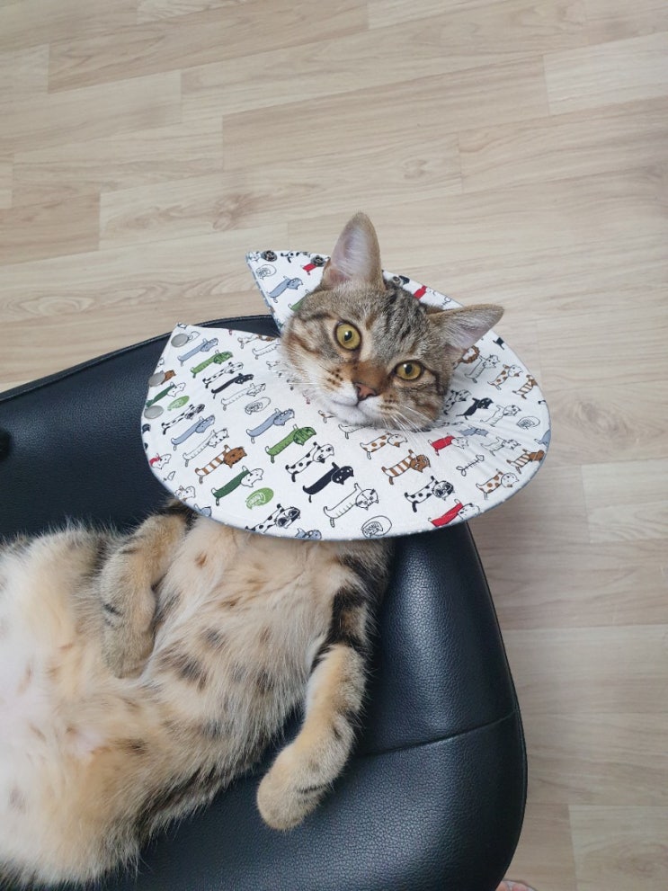  광주 광산구 첨단 도담도담 동물병원 고양이 중성화 솔직후기 +비용
