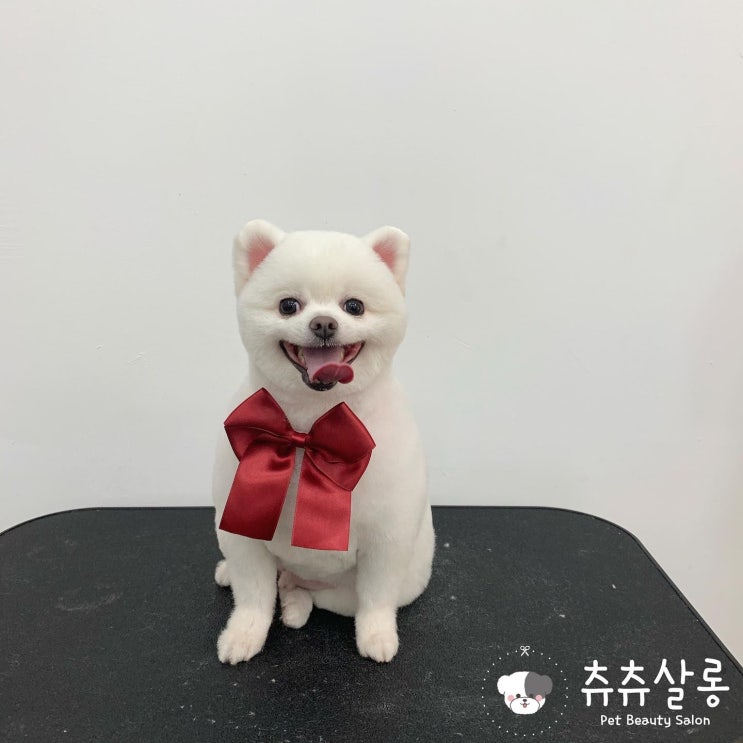 츄츄살롱(부산애견미용/부산포메미용/덕천포메미용/덕천포메미용/덕천애견미용/부산북구애견미용/만덕애견미용/부산포메곰돌이컷/부산포메미용잘하는곳/부산애견미용실추천/부산오픈애견미용실) 츄츄살롱(부산애견미용/부산포메미용/덕천포메미용/덕천포메미용/덕천애견미용/부산북구애견미용/만덕애견미용/부산포메곰돌이컷/부산포메미용잘하는곳/부산애견미용실추천/부산오픈애견미용실)