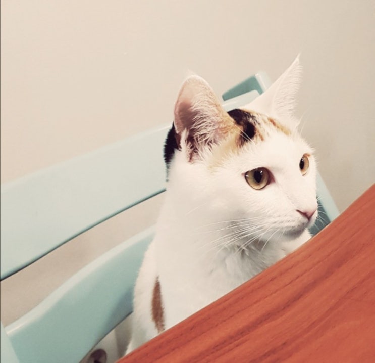  [#002] 나도밥을달라ㆍ집사야