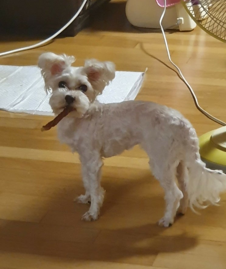  찐 현실 복귀, 6시기상 챌린지 시작