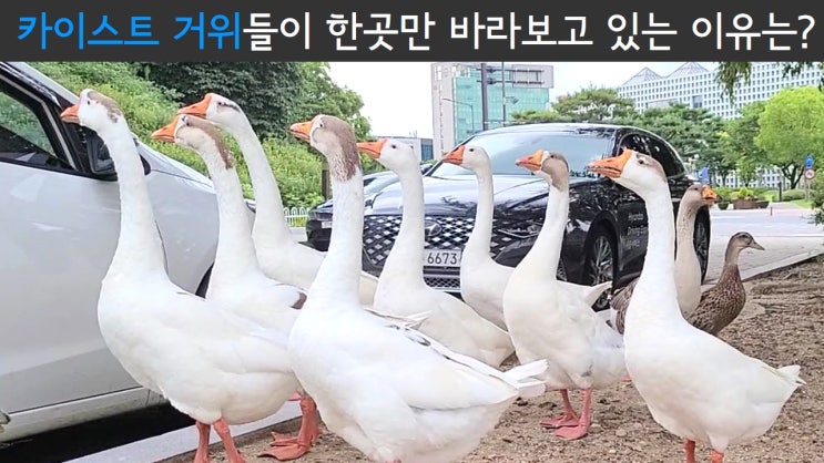  카이스트 거위들이 한곳만 바라보고 있는 이유는? / KAIST goose, mallard duck