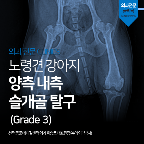  [정형외과] 강아지 양측 내측 슬개골 탈구 (Grade 3, 노령견)