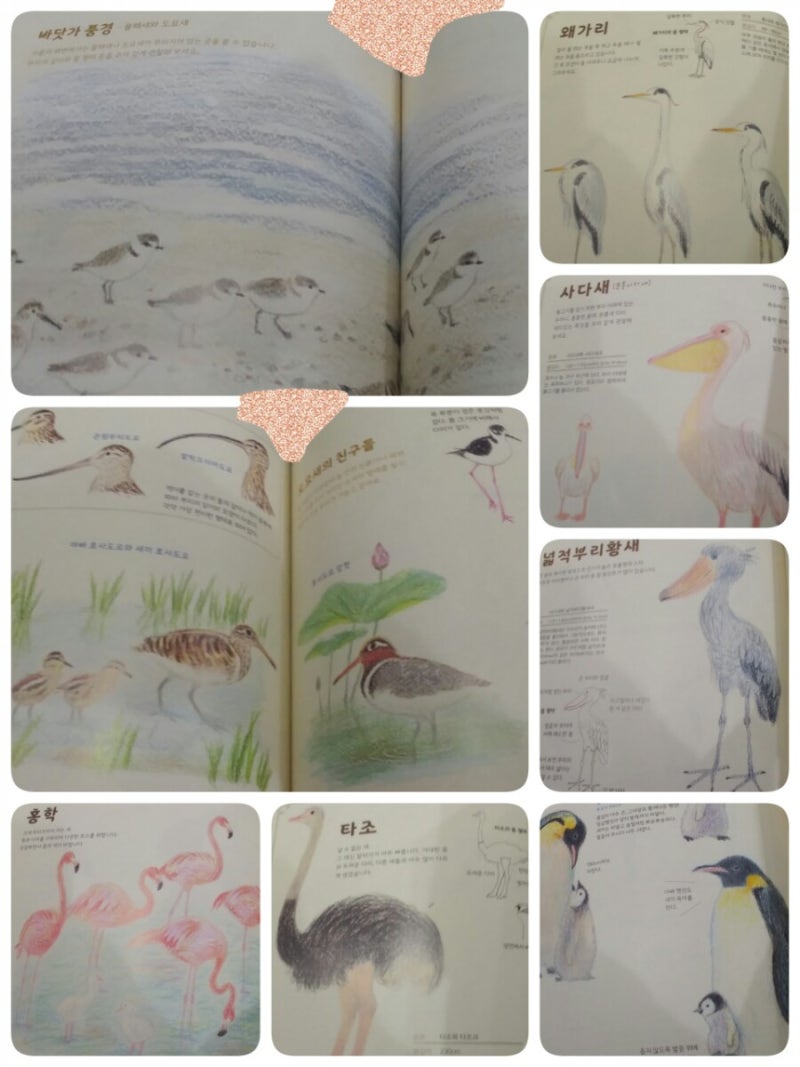 악마의 새 출현?! 에그박사 속 신비로운 새들, image size:800x1067