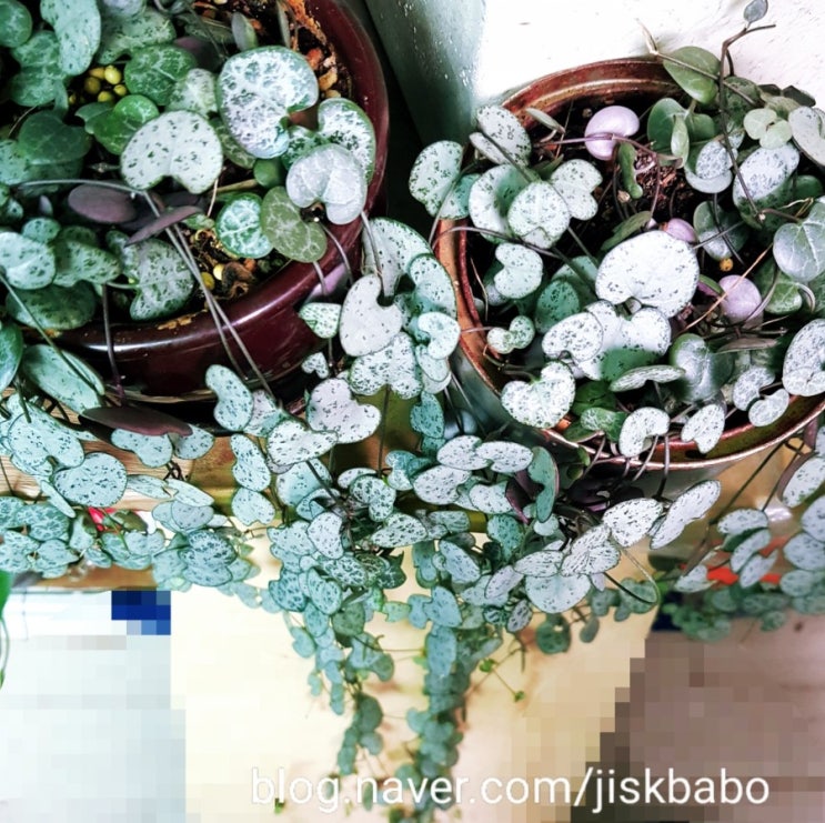  러브체인 키우기, 러브체인 관리법 알아보기:)