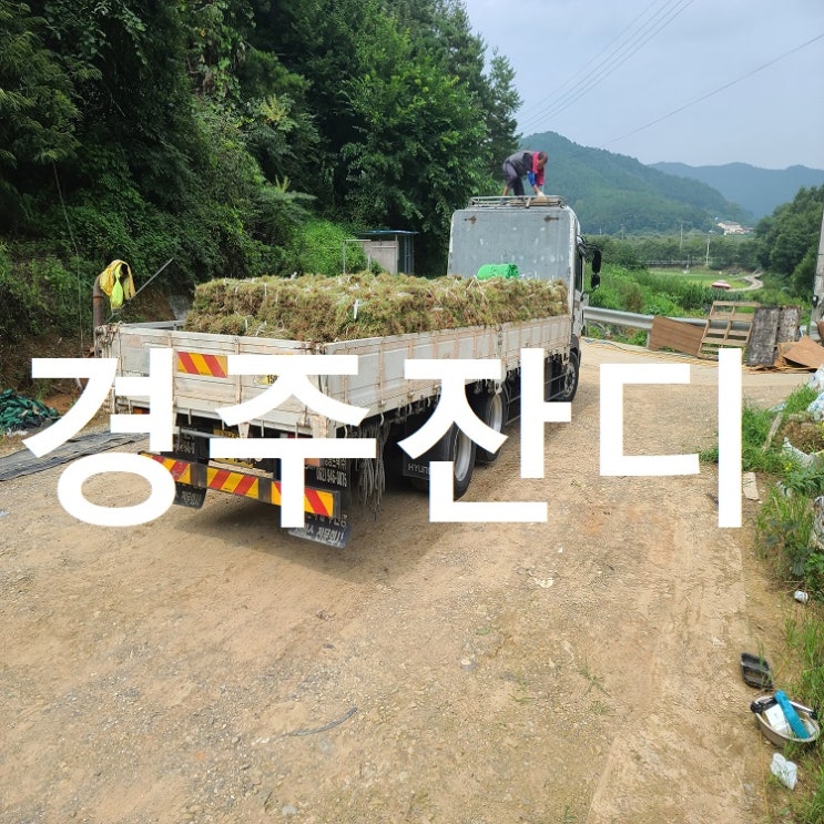  문화 유적의 도시 경주에 잔디 배송해 드렸어요.