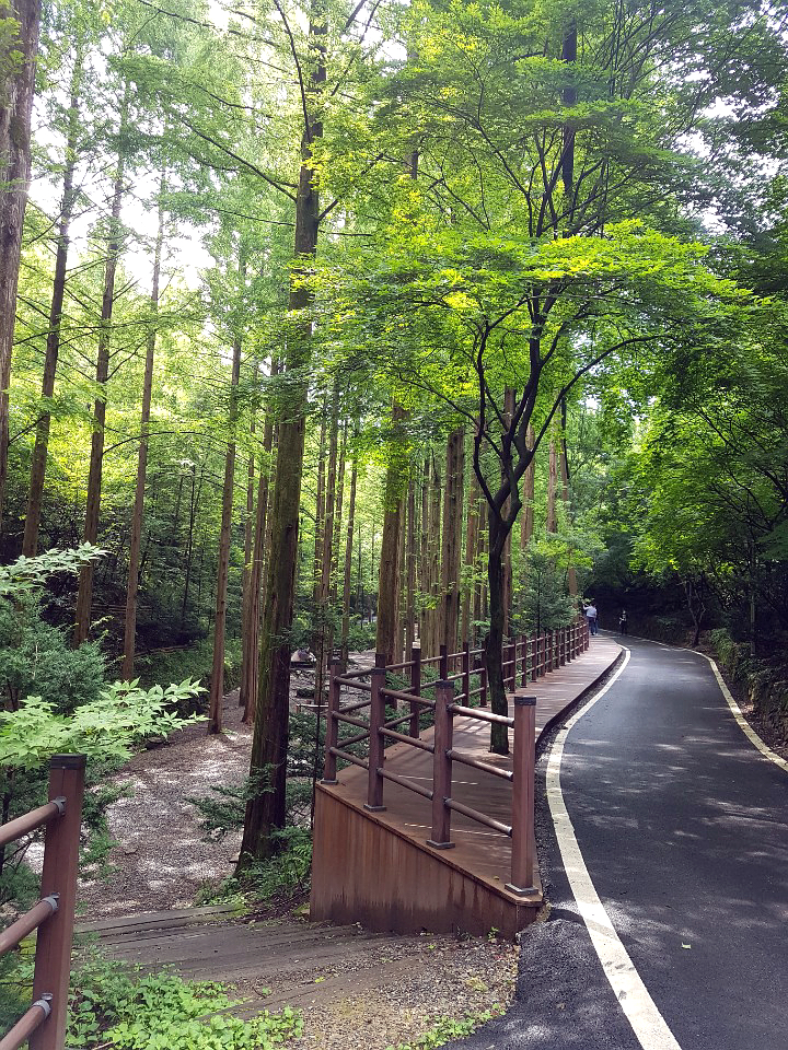  [장태산] 메타세쿼이아 삼림욕 힐링이 필요할때 추천~