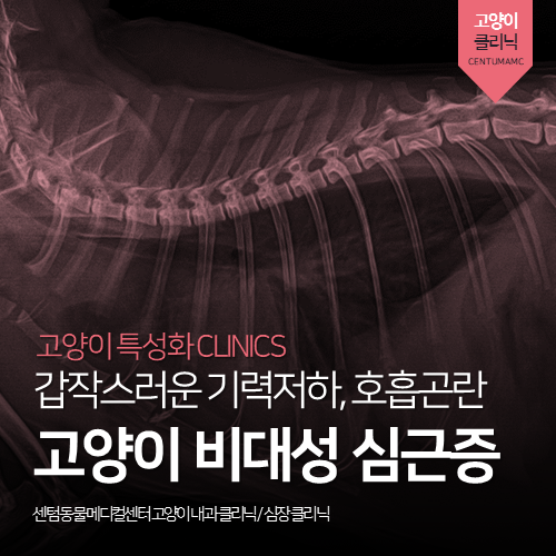  [고양이전문진료] 고양이 비대성 심근증 (호흡곤란, 심장병, 흉수, HCM)