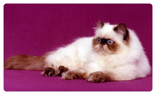 히말라얀 고양이 (특징,성격, 집사와의 궁합)알아보기
