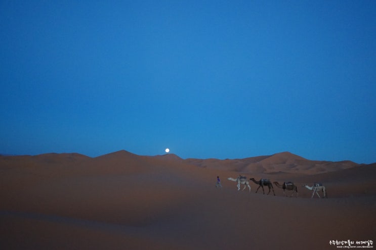 [모로코여행] 사하라 사막 (알리네)투어 정보/ 아쉬움이 남았던 여행