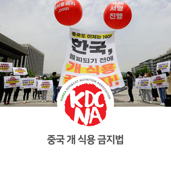  [강아지 고양이 최신 뉴스] 중국 개 식용 금지법 발표_572