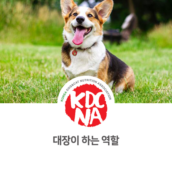  [반려동물 영양 정보] 강아지 고양이 대장이 하는 역할에 대해서_569