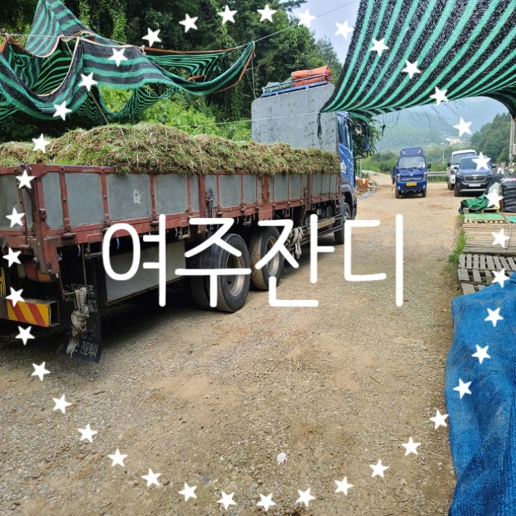  한반도의 중앙 경기도 여주에 잔디가 배송됐어요
