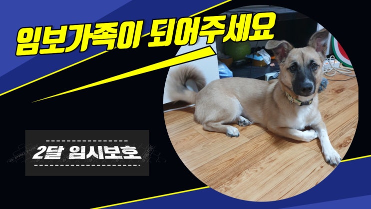 임시보호 요청. 12/3일생 시고르자브종 여아 봄이 2달만 가족이되어주세요. 임시보호 요청. 12/3일생 시고르자브종 여아 봄이 2달만 가족이되어주세요.