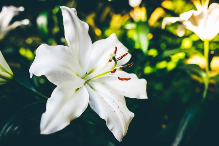  30. 백합(LILY)