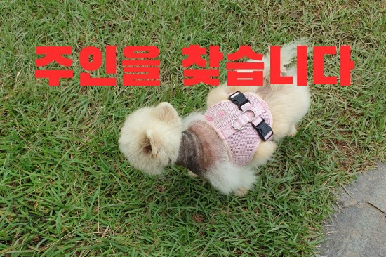  휴가철이면 버려지는 안타까운 애완견들 - 견주도 찾고 있을까요?
