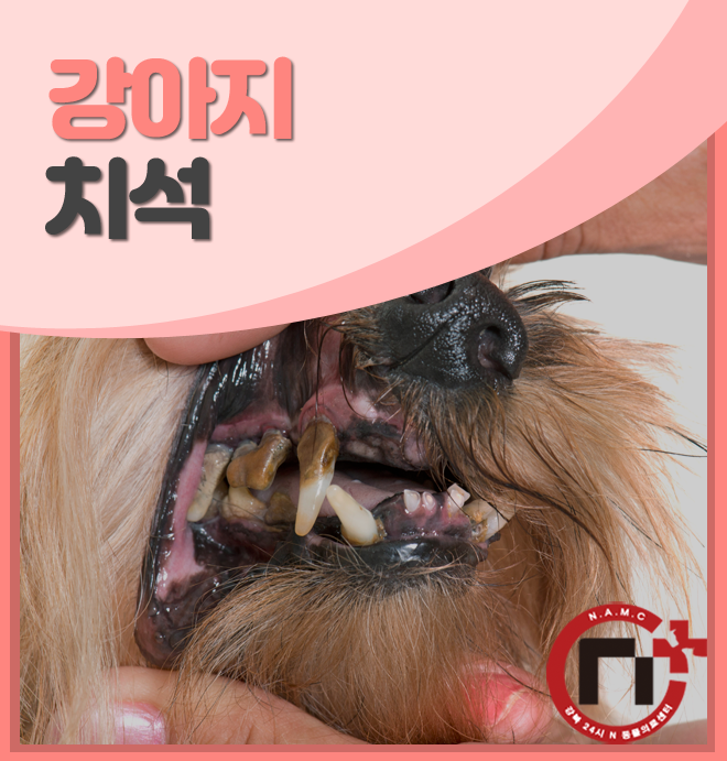 강아지 치석은 치주질환의 원인! 강아지 치석 제거하는 방법 : 네이버 블로그