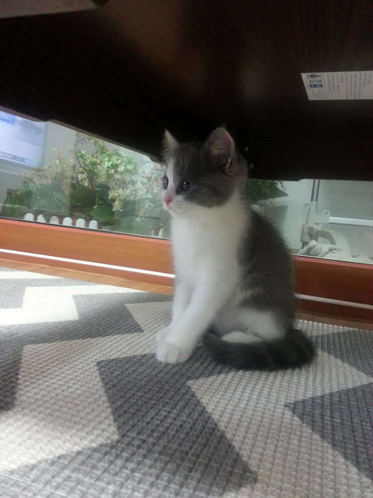  아리 (냥냥이)