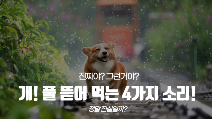 허걱! 강아지 “개! 풀 뜯어 먹는 4가지 소리!” 정말 진실이야?