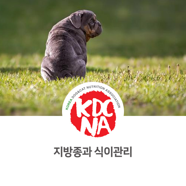 [강아지 고양이 영양 정보] 반려동물 지방종과 식이관리_580