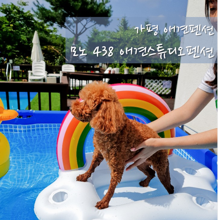  가평 애견동반 여행 / 모노438애견 스튜디오펜션 : 강아지 인생샷 찍을 수 있는 숙소