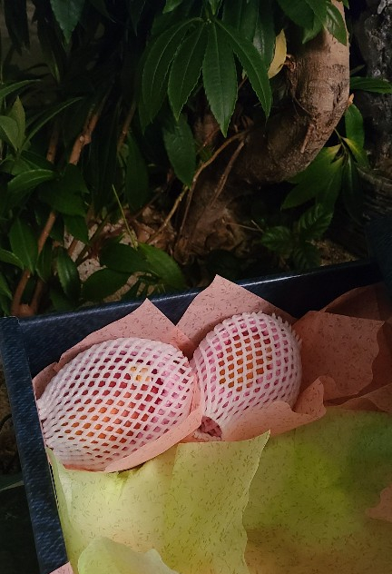  애플망고 자르는 법과 보관법