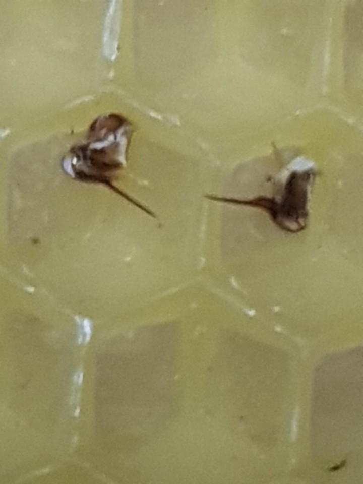 남한산성벌꿀농장 벌꿀과 프로폴리스 냉동벌침을 한꺼번에